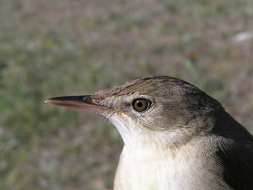 Blyths Reed Warbler, Sundre 20080602